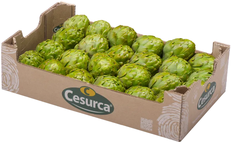 Alcachofa verde Cesurca